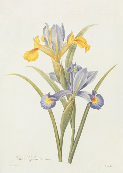 Iris de Pierre Joseph Redouté